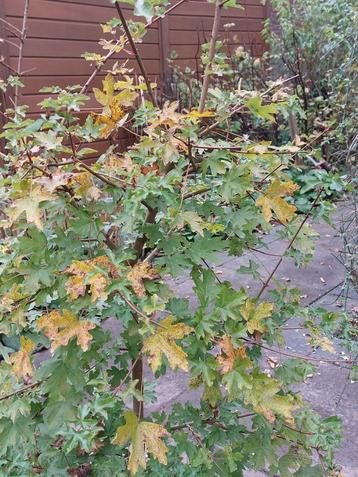 veldesdoorn, Acer Campestre,Spaanse aak, sterke haag, 92 st. beschikbaar voor biedingen