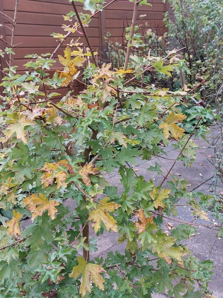 veldesdoorn, Acer Campestre,Spaanse aak, sterke haag, 92 st., Tuin en Terras, Planten | Struiken en Hagen, Haag, Overige soorten