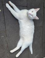 Turkse Angora kater, Dieren en Toebehoren, Kater, Gechipt