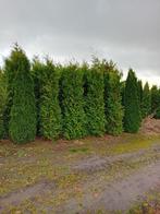 Veldopruiming, Tuin en Terras, Planten | Struiken en Hagen, Ophalen, Laurier, Haag, 100 tot 250 cm