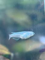 Rijstvisjes, Dieren en Toebehoren, Vis