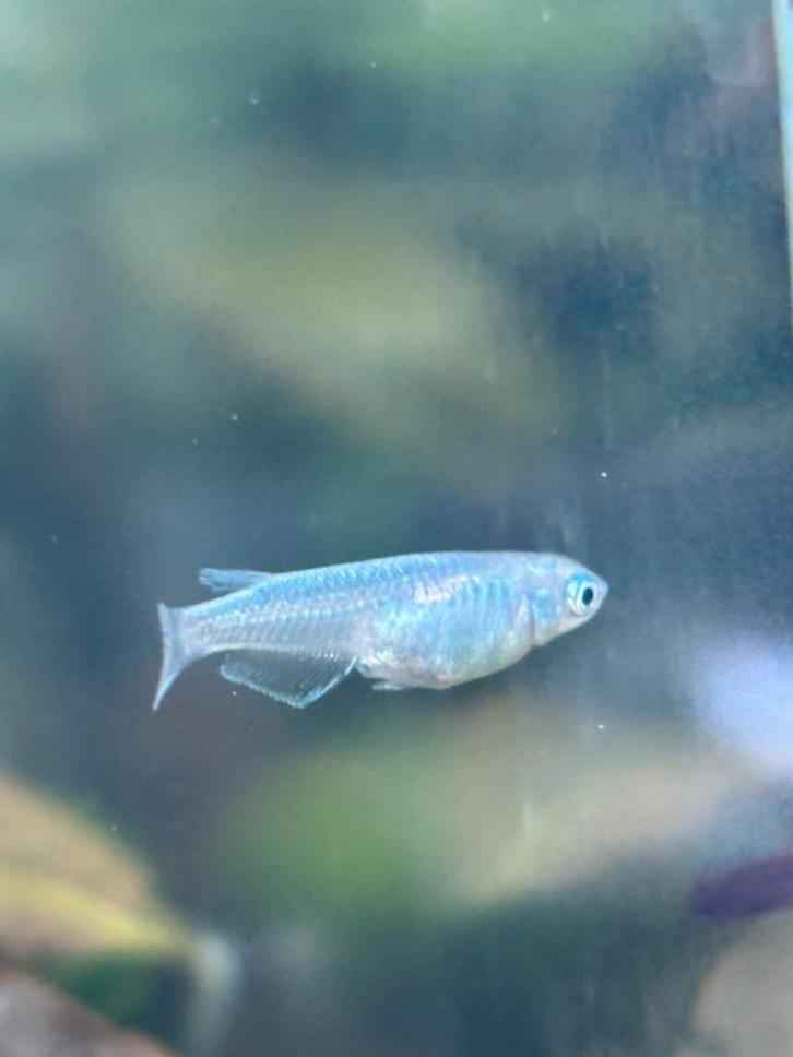 Rijstvisjes, Dieren en Toebehoren, Vissen | Aquariumvissen, Vis