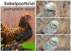 Sabelpoot porselein rood kuikens, Dieren en Toebehoren, Pluimvee, Kip, Geslacht onbekend