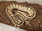 Super Pastel Calico Kweekvrouw, Slang, 0 tot 2 jaar