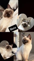 Ragdoll kittens verwacht eind november., Dieren en Toebehoren, Katten en Kittens | Overige Katten, Meerdere dieren