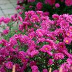 Herfstaster Dumosus Jenny, Volle zon, Vaste plant, Herfst, Ophalen