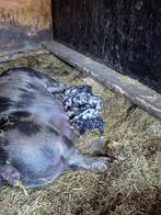 Bentheimer biggen te koop, half juni geboren €.125,-, Dieren en Toebehoren, Schapen, Geiten en Varkens, Meerdere dieren, Varken