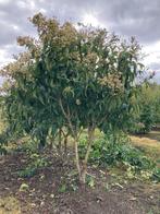 Heptacodium miconoides meerstammige bomen in maten, Ophalen of Verzenden, Volle zon, Overige soorten