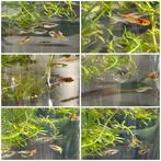 Guppy’s, Dieren en Toebehoren, Vissen | Aquariumvissen, Vis, Zoetwatervis
