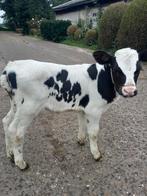 1  zwartbont vaarskalf  van  zw aalstreep dekstier    NIEUW, Dieren en Toebehoren, Vrouwelijk, 0 tot 2 jaar
