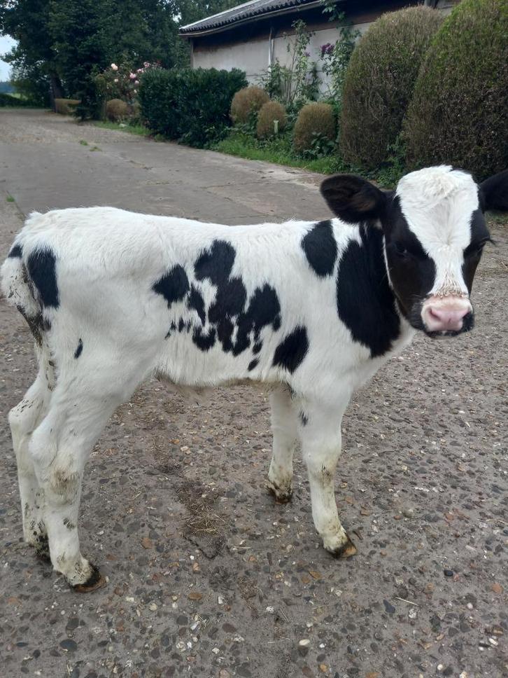 1  zwartbont vaarskalf  van  zw aalstreep dekstier    NIEUW, Dieren en Toebehoren, Runderen, Vrouwelijk, 0 tot 2 jaar
