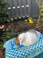 Minilop konijntje vrouwtje, Dieren en Toebehoren, Konijnen, Vrouwelijk, Dwerg, Hangoor