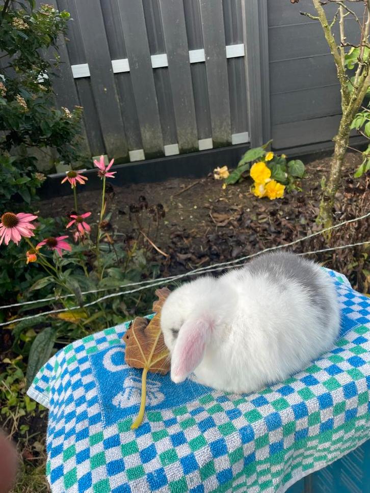Minilop konijntje vrouwtje, Dieren en Toebehoren, Konijnen, Dwerg, Vrouwelijk, Hangoor
