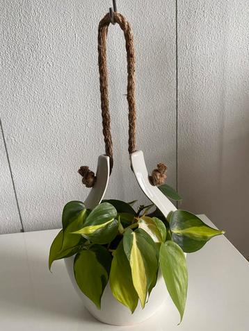 Philodendron Brasil variegata, hang/ klimplant incl. hangpot beschikbaar voor biedingen