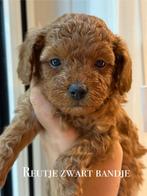 Mini labradoodle pups, mini doodle pups, Parvo, Overige rassen, 8 tot 15 weken, Meerdere