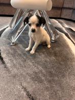 Chihuahua pups, Dieren en Toebehoren, Honden | Chihuahua's en Gezelschapshonden, 8 tot 15 weken, Teef, CDV (hondenziekte), Eén hond