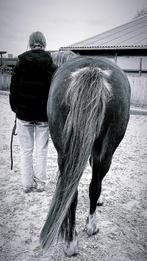 Verzorgster/bijrijder aangeboden, Dieren en Toebehoren, Ophalen of Verzenden, Nieuw