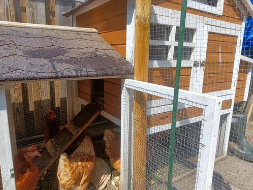 Mooi kippenhok inclusief 5 tamme Barneveldse kippen, Dieren en Toebehoren, Pluimvee | Toebehoren, Zo goed als nieuw, Kippenhok of Kippenren