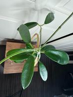 Hoya meliflua stek, Ophalen of Verzenden, Overige soorten, Halfschaduw, Minder dan 100 cm