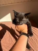2 lieve kittens, mogen naar een nieuw huisje, Dieren en Toebehoren, Kater, Kortharig, 0 tot 2 jaar