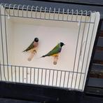 Gouldamadines, Dieren en Toebehoren, Vogels | Overige Vogels, Meerdere dieren
