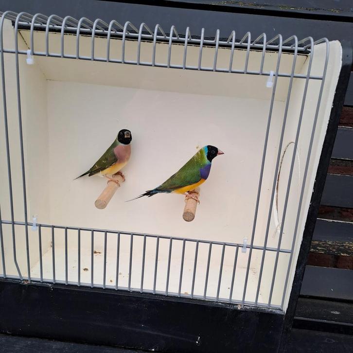 Gouldamadines, Dieren en Toebehoren, Vogels | Overige Vogels, Meerdere dieren