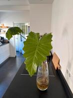 Jonge plant stek - nog in pot planten, Huis en Inrichting, Kamerplanten, Ophalen, Overige soorten, Halfschaduw, Minder dan 100 cm