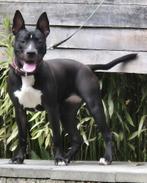 Te koop super mooie Hond kruising, Dieren en Toebehoren, 1 tot 2 jaar, Teef, Eén hond, Herder