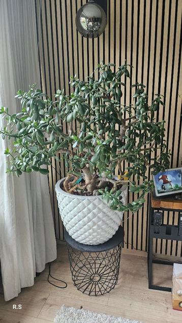 Jadeboom of geldboom ( mooi en oud) beschikbaar voor biedingen