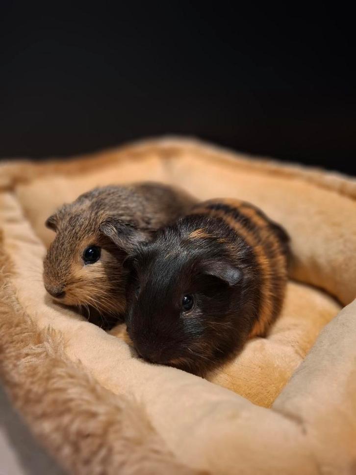 Cavia beertjes 4 weken prachtig getekend!, Dieren en Toebehoren, Knaagdieren, Mannelijk, Cavia, November, Tam