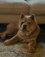 CHOW CHOW PUPS UIT GETESTE OUDERS, Overige rassen, 8 tot 15 weken, CDV (hondenziekte), Meerdere
