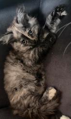 Prachtige kittens Ragdoll kruising, Dieren en Toebehoren, Poes, Ontwormd, 0 tot 2 jaar