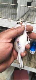 Majoor Putter pop Scripati komt uit egelhad van 2023, Vrouwelijk, Wildzangvogel