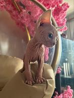 Sphynx kitten, Dieren en Toebehoren, Juni, Mannelijk