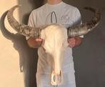 Skull Art - schedel witte waterbuffel, Ophalen, Zo goed als nieuw, Schedel