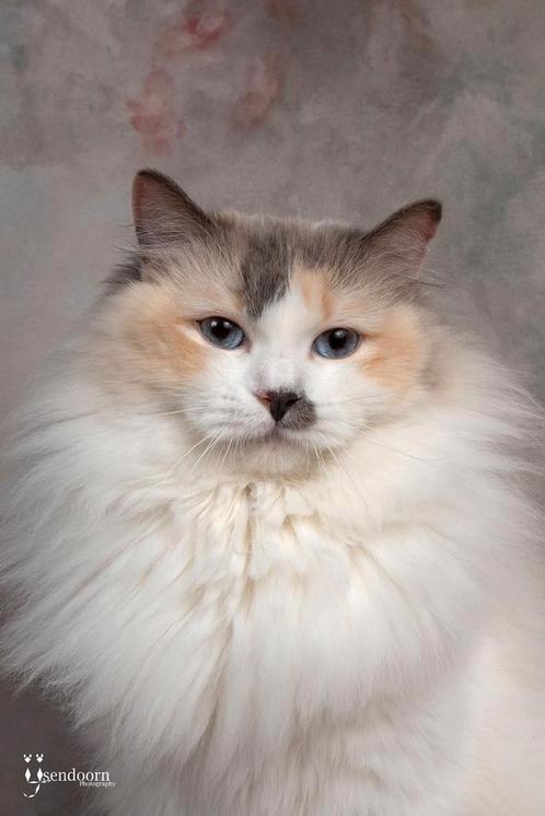 Prachtige blue tortie bicolor ragdoll poes met stamboom, Dieren en Toebehoren, Katten en Kittens | Raskatten | Langhaar, Poes