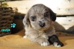 Stoere boomer pups, kr. tibetaanse terrier - welsh corgi., Dieren en Toebehoren, Nederland, Overige rassen, 8 tot 15 weken, CDV (hondenziekte)