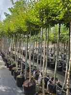Sering palibin te koop!, Tuin en Terras, Planten | Bomen, Halfschaduw, Lente, 100 tot 250 cm, Ophalen