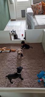 Whippet pups, Whippet, 8 tot 15 weken, Meerdere, Meerdere dieren