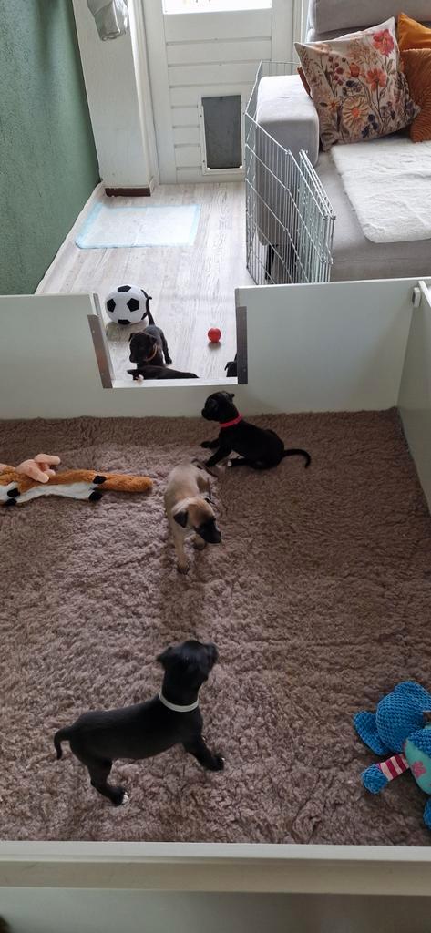 Whippet pups, Dieren en Toebehoren, Honden | Windhonden, Meerdere dieren, Whippet, Particulier, Meerdere, Nederland, 8 tot 15 weken