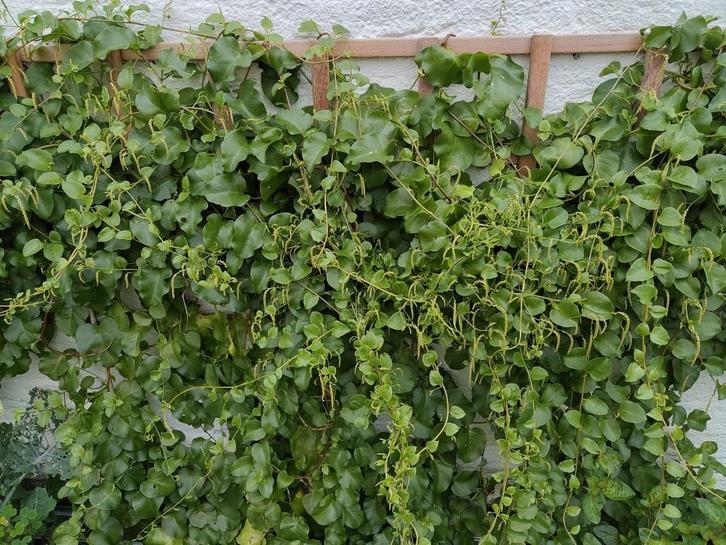 Madeira liaan/Peruviaanse postelein knolletje, Tuin en Terras, Planten | Tuinplanten, Vaste plant, Overige soorten, Halfschaduw