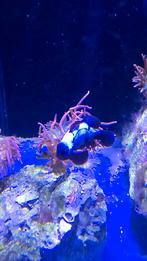 Anemoonvis koppel - Lighting Maroon, Dieren en Toebehoren, Vis, Zoutwatervis