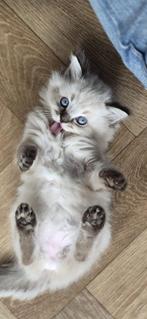Kittens, Meerdere dieren, Gechipt