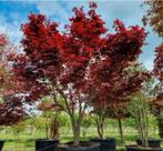 Japanse esdoorn – Acer palmatum bezorgd door heel Nederland, Tuin en Terras, Ophalen of Verzenden, Overige soorten