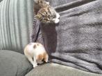 Kittens te koop, Dieren en Toebehoren, Katten en Kittens | Overige Katten