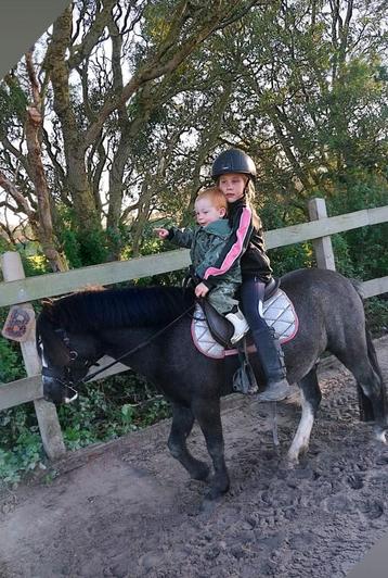 Bomproof menpony A welsh Jack !! beschikbaar voor biedingen