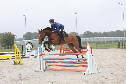 Top braaf spring/recreatiepaard te koop, Dieren en Toebehoren, Paarden, Merrie, B, 160 tot 165 cm, 11 jaar of ouder, Springpaard