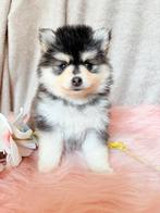 Nog 2- MOGEN VERHUIZEN pomsky f3 pups EPR stamboom, Dieren en Toebehoren, CDV (hondenziekte), 8 tot 15 weken, Poolhond, Meerdere
