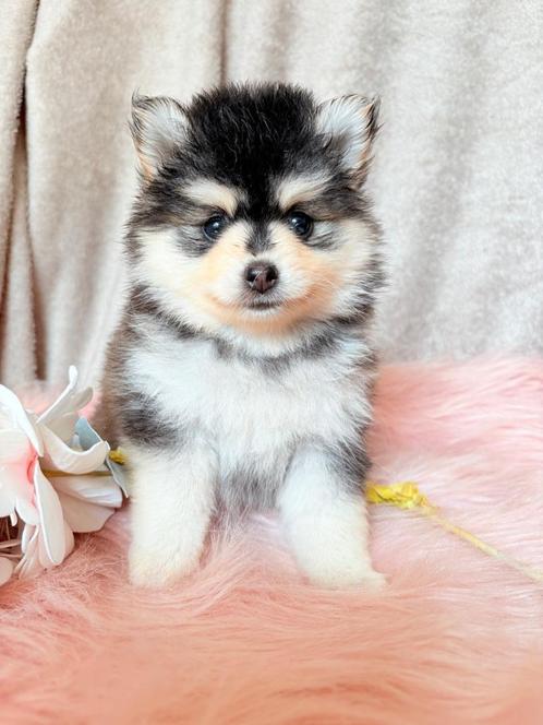 Nog 2- MOGEN VERHUIZEN pomsky f3 pups EPR stamboom, Dieren en Toebehoren, Honden | Poolhonden, Keeshonden en Oertypen, Meerdere dieren