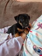 Nog 1 black en tan reutje jack  russel  mag gelijk verhuizen, Dieren en Toebehoren, Honden | Jack Russells en Terriërs, Jack Russell Terriër